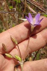 Brodiaea santarosae