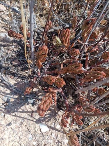 Pale Stonecrop