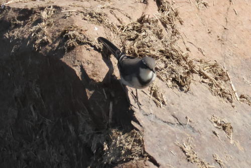 iNaturalist image