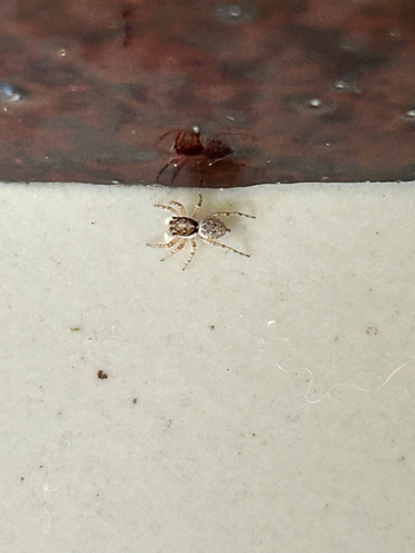 Half-edged Wall Jumping Spider