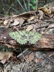 Ophthalmitis herbidaria