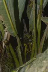 Goeppertia monophylla