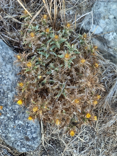 Carlina hispanica