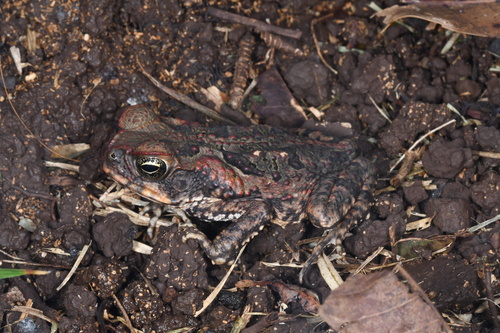 Cane Toad