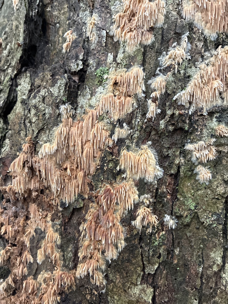 Asian Beauty · September 2026 · photo: Photo: (c) Allegheny County Park Rangers, some rights reserved (CC BY) · iNaturalist