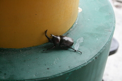 Trypoxylus dichotomus