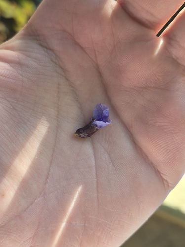 Bowdichia virgilioides, photograph 3