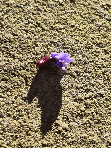 Bowdichia virgilioides, photograph 4