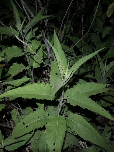 Ambrosia ambrosioides, photograph 5