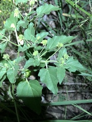 (c) Jared Shorma, some rights reserved (CC BY) Physalis crassifolia, photograph (c) Jared Shorma, some rights reserved (CC BY)