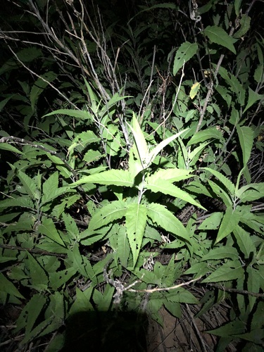 Ambrosia ambrosioides, photograph 6
