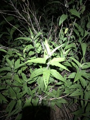 Ambrosia ambrosioides, photograph (c) Jared Shorma, some rights reserved (CC BY)