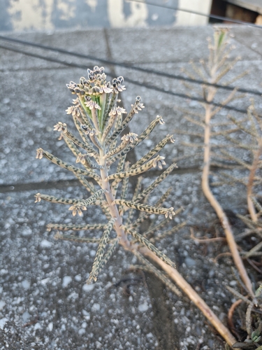 Mother of Millions