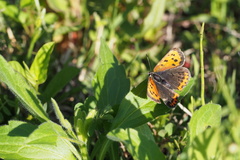 Lycaena phlaeas daimio