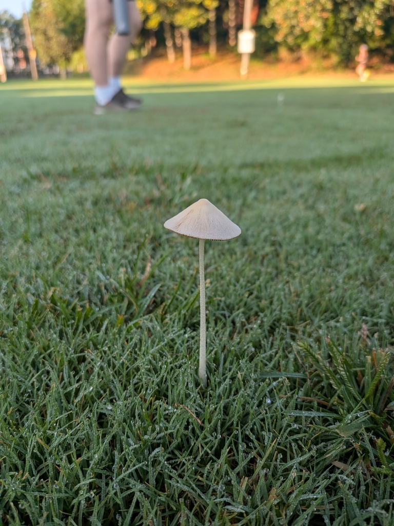 milky conecap · September 2026 · photo: Photo: no rights reserved · iNaturalist
