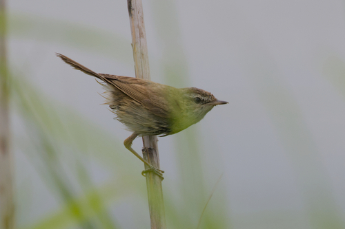 Paddyfield Warbler