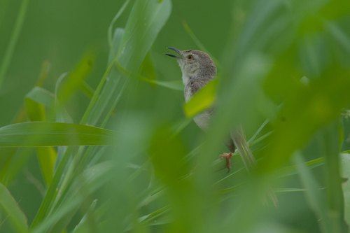 Plain Prinia