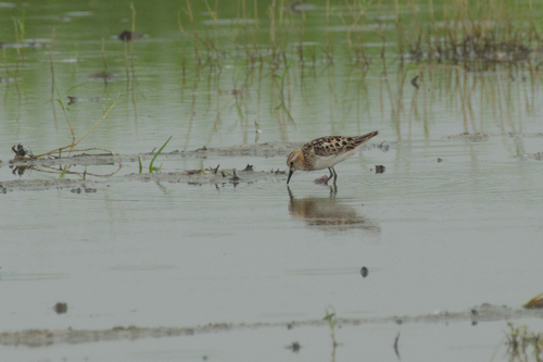 Little Stint