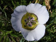 Calochortus gunnisonii