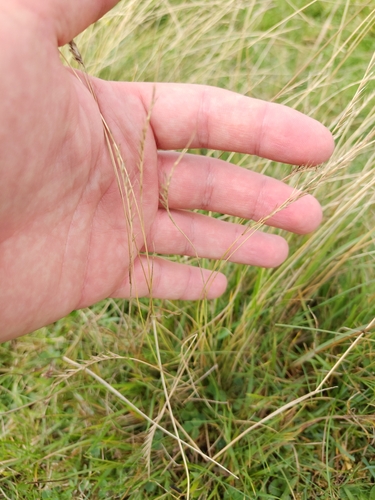 Nardus stricta, photograph 5