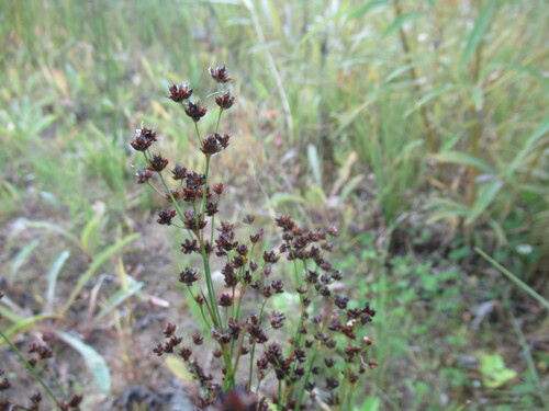 Juncus alpinoarticulatus, photograph 6