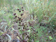 Juncus alpinoarticulatus, photograph author not stated, no rights reserved