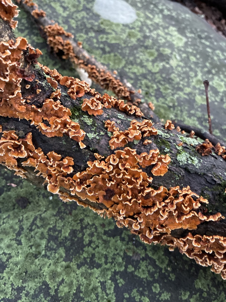 crowded parchment · September 2026 · photo: Photo: (c) Allegheny County Park Rangers, some rights reserved (CC BY) · iNaturalist