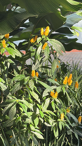 golden shrimp plant