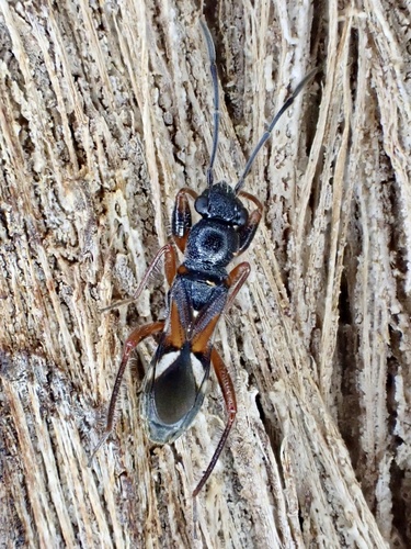 Daerlac cephalotes, 2026-09-04