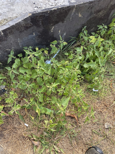 great stinging nettle