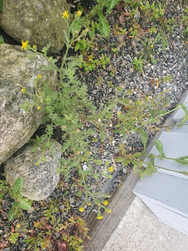 Sticky Groundsel