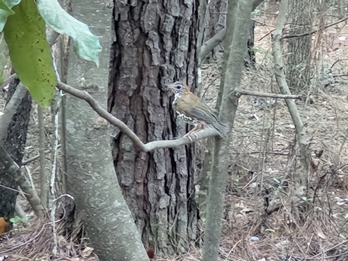 Wood Thrush