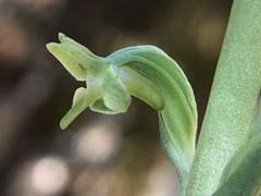 Platanthera cooperi