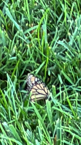 Monarch