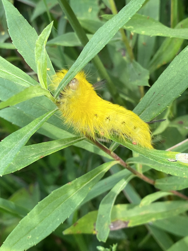 Spotted Apatelodes Moth