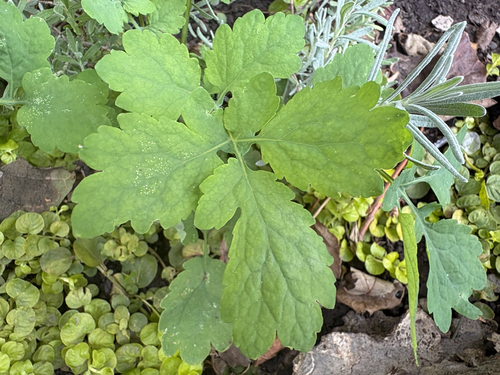 Greater celandine