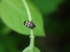 Glyptobaris lecontei