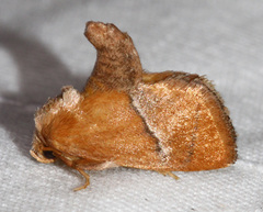 Apoda latomia