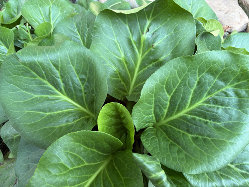 Elephant's-ears