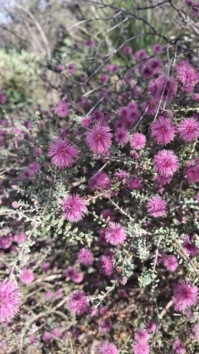 Melaleuca spathulata observed 2026-09-01