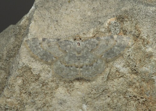 Charissa variegata