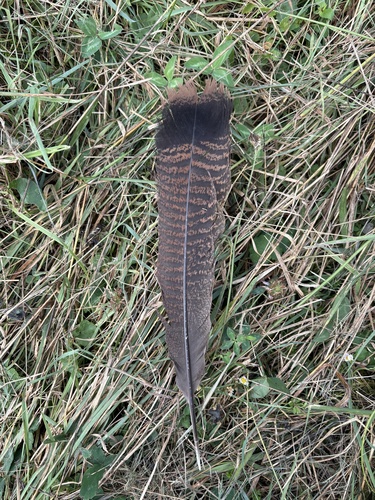 Wild Turkey