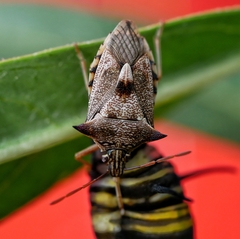 Oechalia schellenbergii