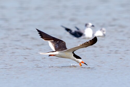 Black Skimmer