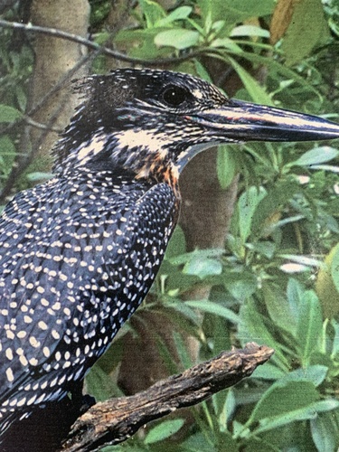 iNaturalist image
