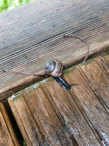 Copse Snail