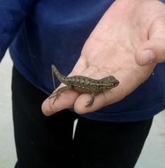 Sceloporus occidentalis