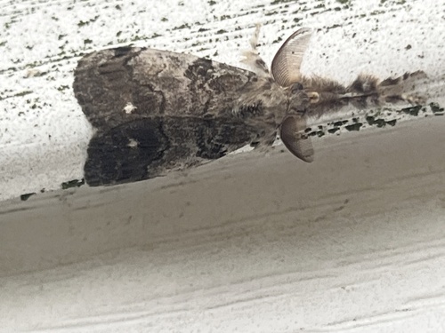 White-marked Tussock Moth