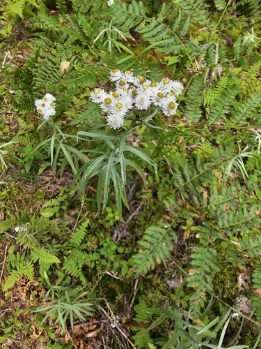 pearly everlasting