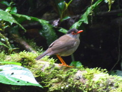 Catharus mexicanus